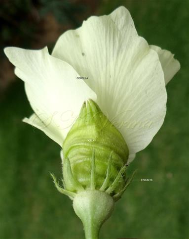  Flower (Lateral view)